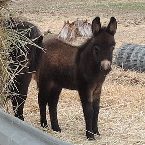 Meet your Posher, Susan